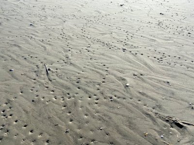 Pitter-patter of sandpipers and plovers - a common sight out on the South Point mudflats