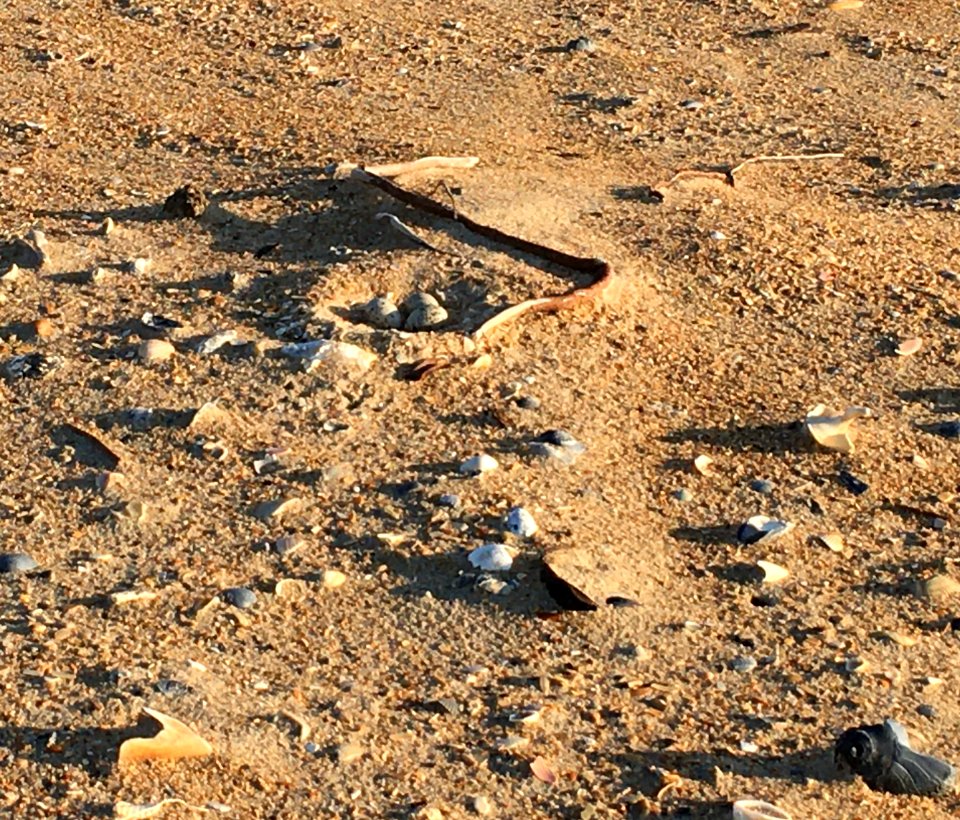 3-egg American oystercatcher nest among shells and debris on the South Beach Closure Area