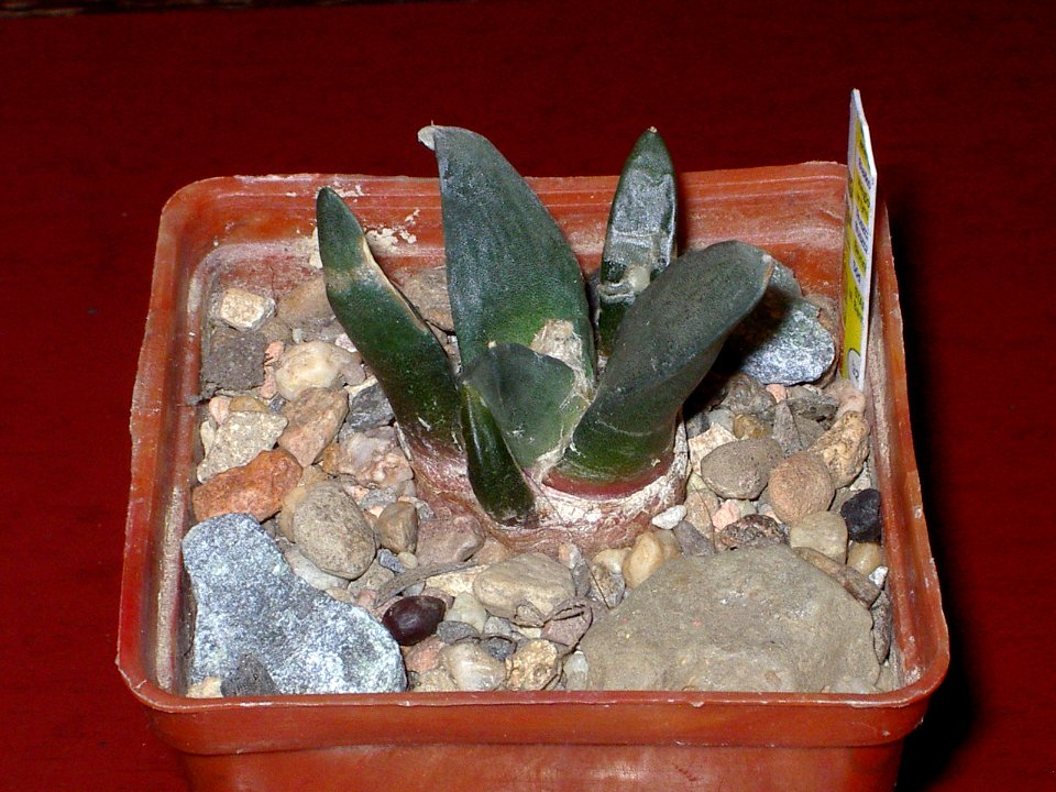 Ariocarpus furfuraceus [Author PTKS Public Domain]