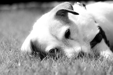 Animal pet friend