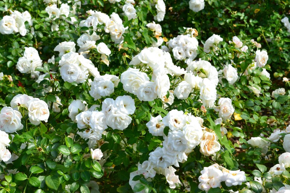 White petals nature rosebush
