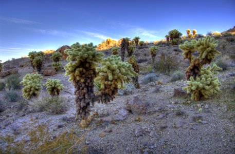 Cholla Garden