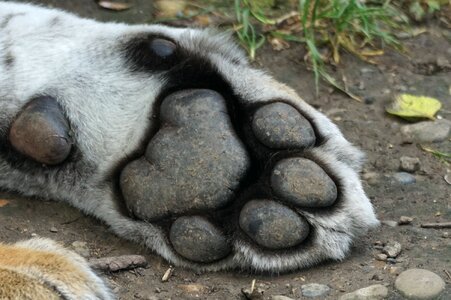 Tiger paw foot