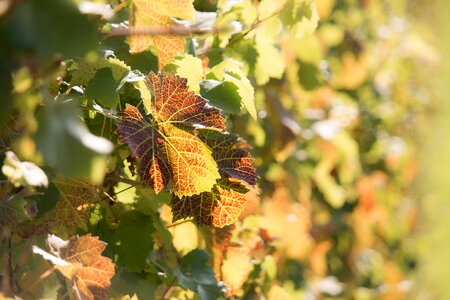Red vine leaves vines