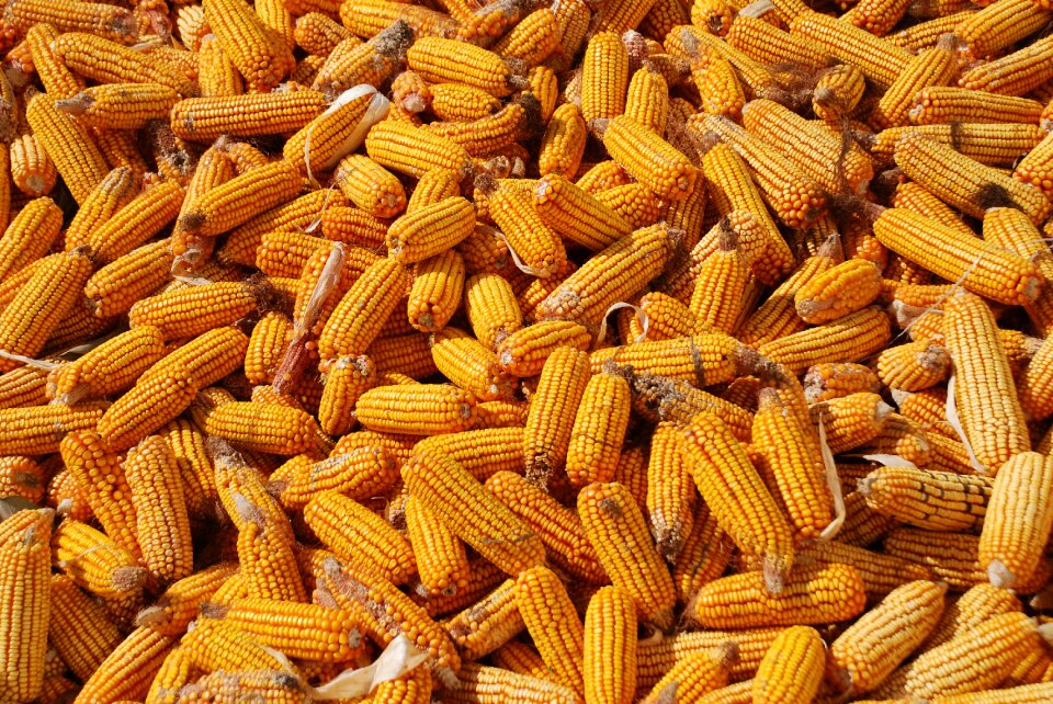 Corn harvest corn background