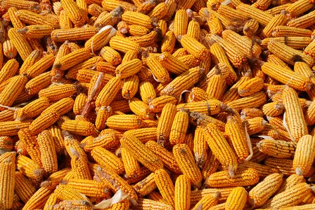 Corn harvest corn background