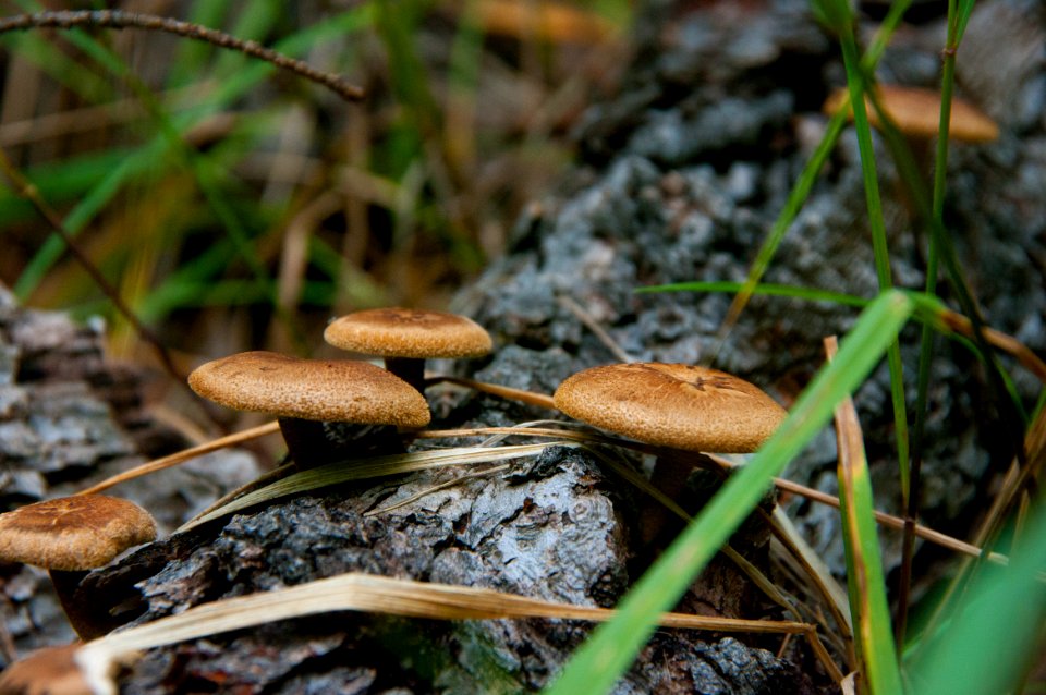 Little L.O. Trail No. 6