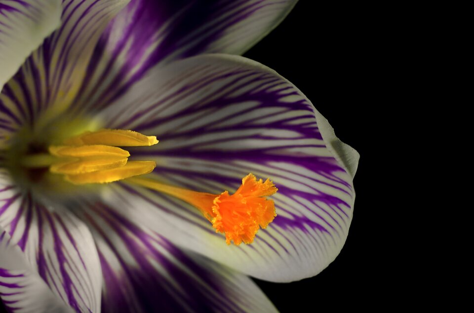 Close spring purple