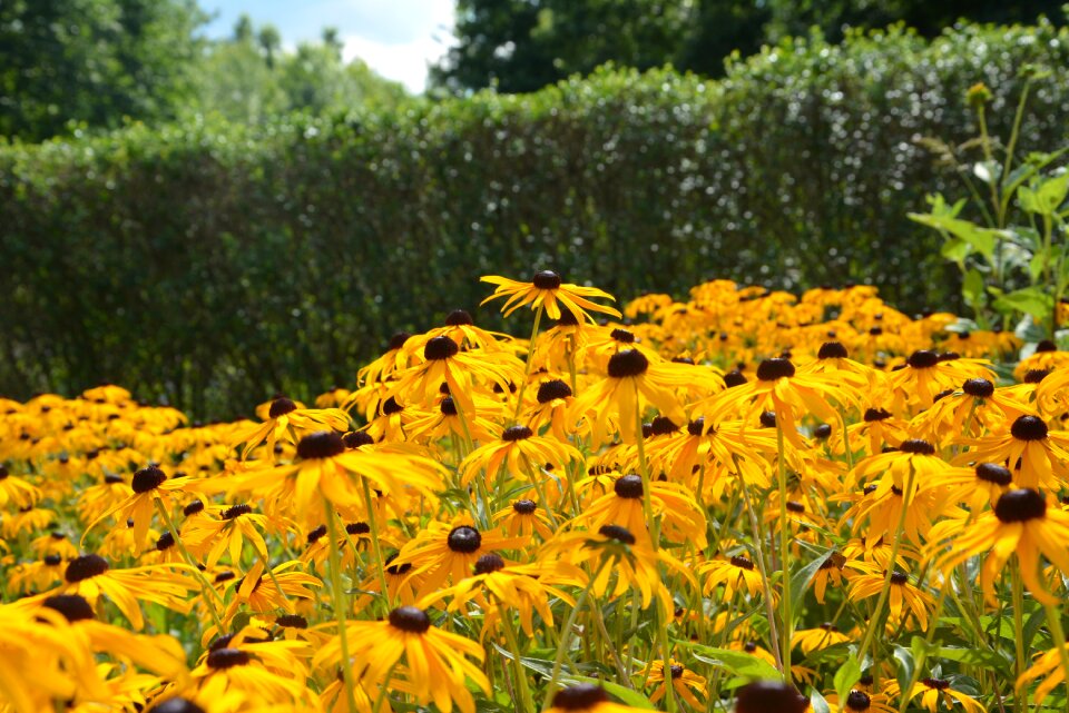 Nature spring summer