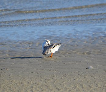 A piping plover, on South Point, cleaning out all the sand from his feathers