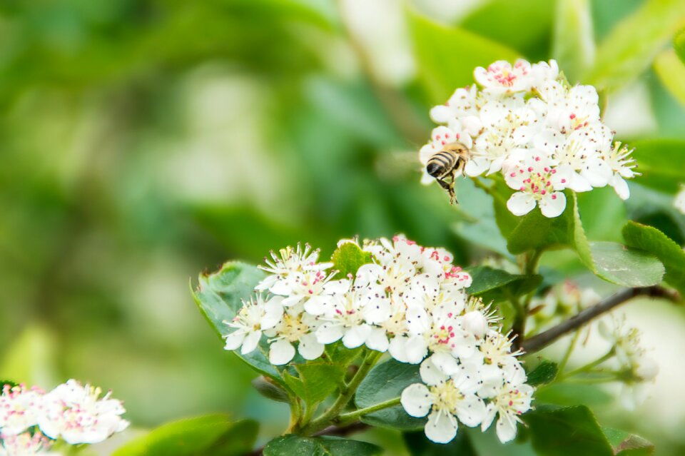 Nature tree cherry tree