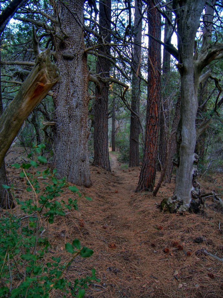 Bear Sign Trail (HDR)