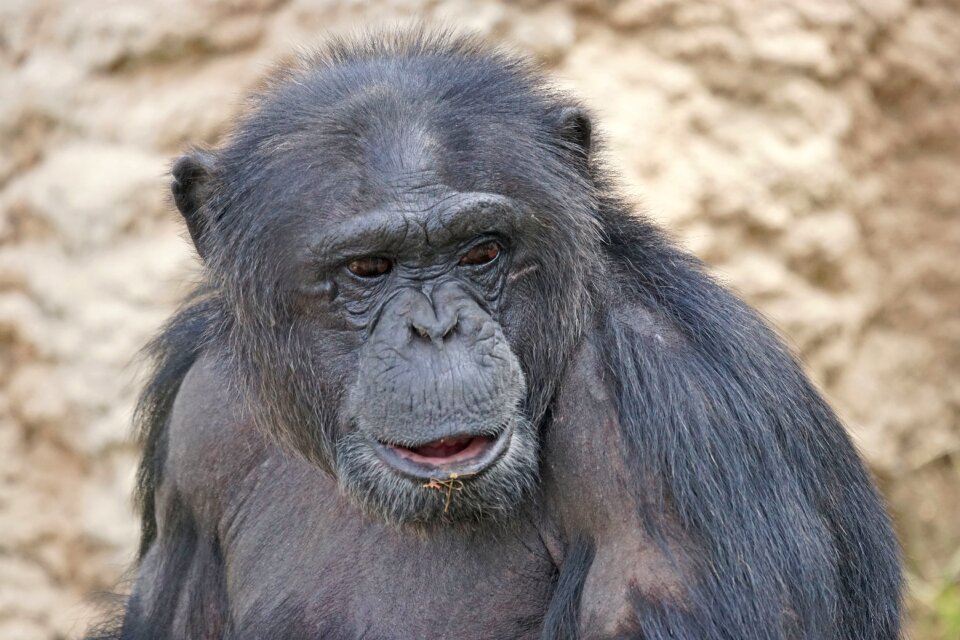 Chimpanzee mammal dangerous