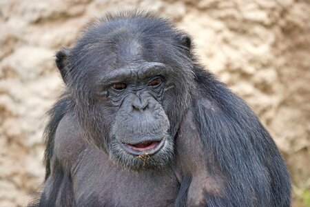 Chimpanzee mammal dangerous