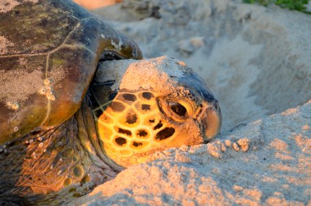 Eye of the Sea Turtle photo