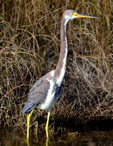 Tricolored Heron foraging along Ramp 72