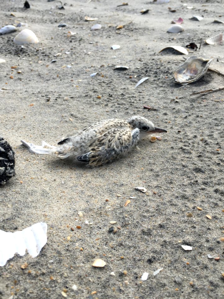 Older least tern chick on Bodie Island Spit found this week