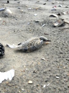 Older least tern chick on Bodie Island Spit found this week photo