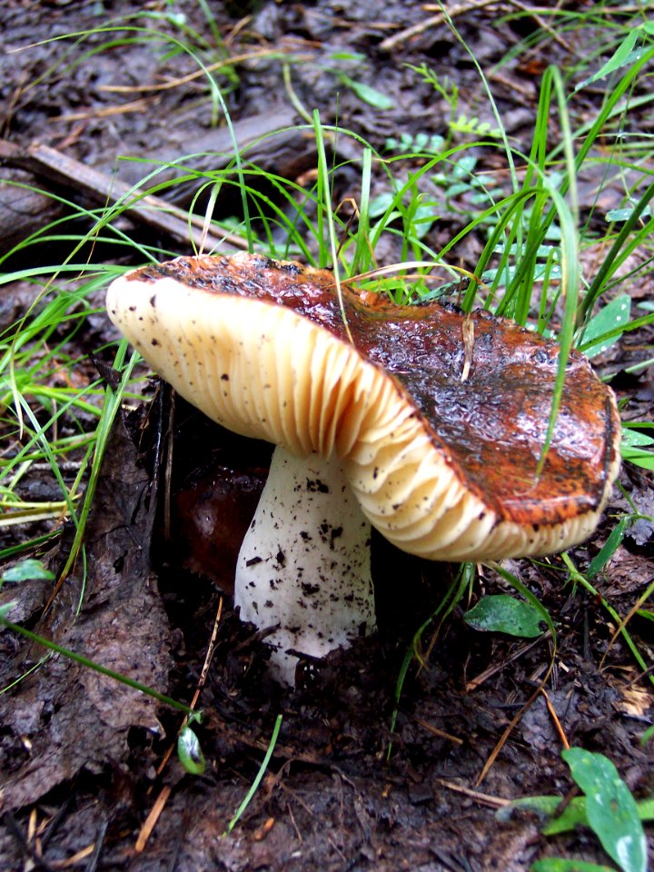 Shroom