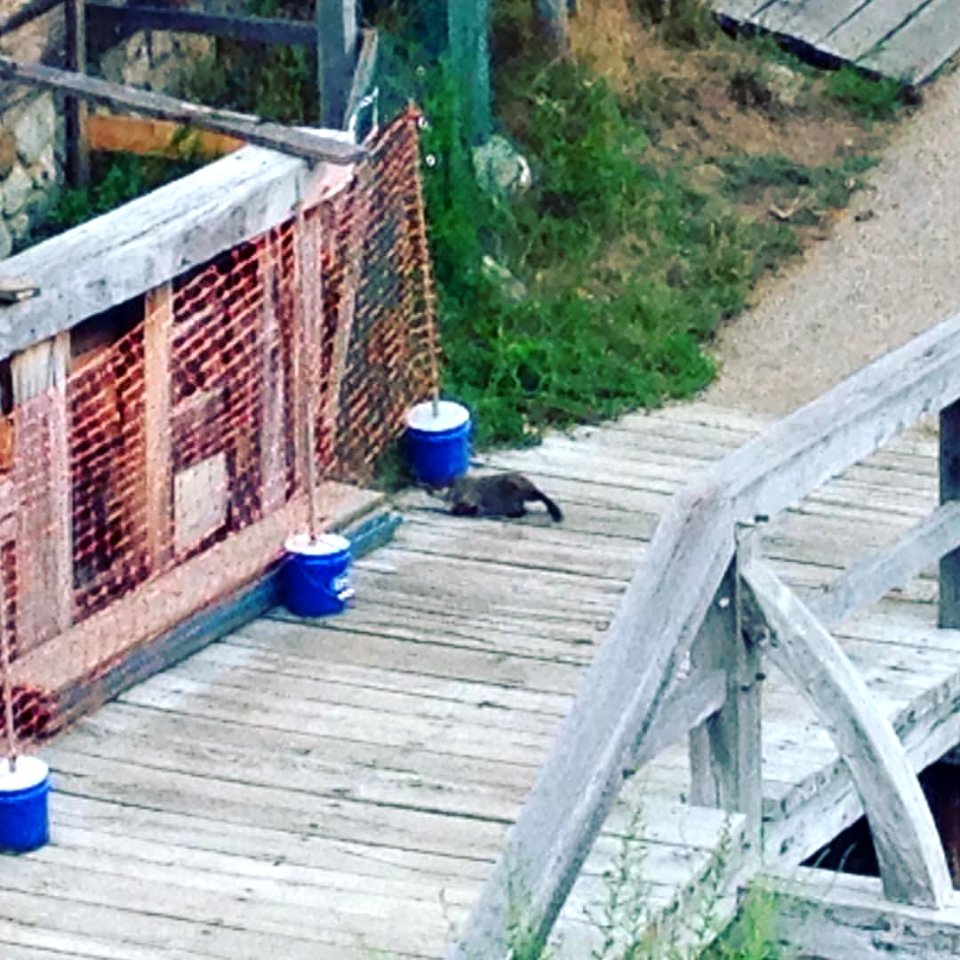 The illusive #groundhog emerges from beneath the #ironworks. #NationalParks are great places to discover unique and spontaneous #wildlife opportunities. What memories do you have of cool animals in National Parks?