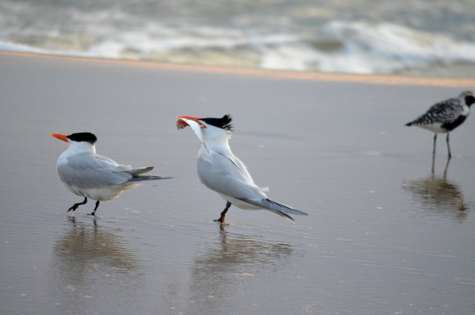 An adult royal tern eagerly displays a fish (fish-flashing) in an attempt to attract a female mate