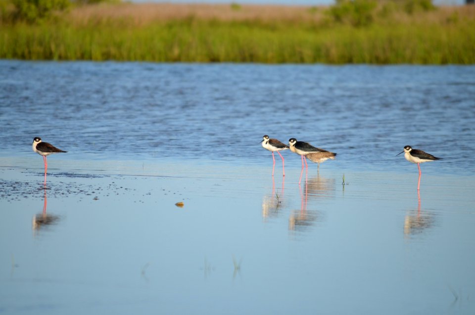 A group of black-necked stilts roosting in the bait pond mudflats on Bodie Island Spit