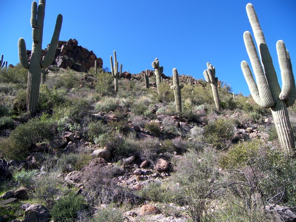Superstitions: Boulder Canyon