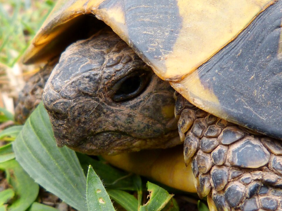 Priorat montsant turtle head