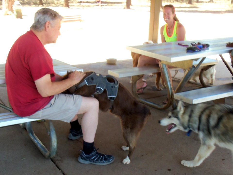 Playing at the bark park