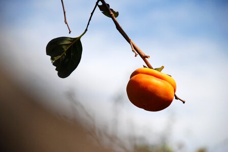 Persimmon autumn fruit