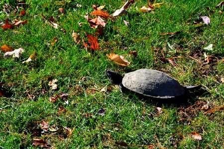 Giant Snapping Turtle and Fall Foliage