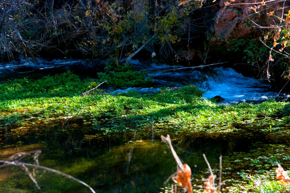 Fossil Springs Wilderness: Springs Area