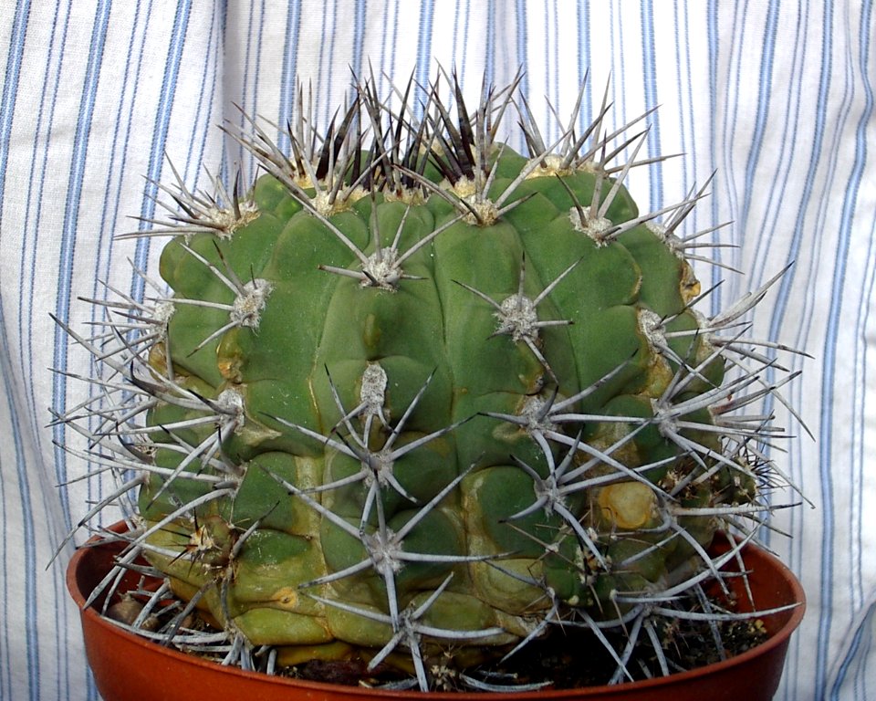 Gymnocalycium spegazzinii [Author PTKS Public Domain]