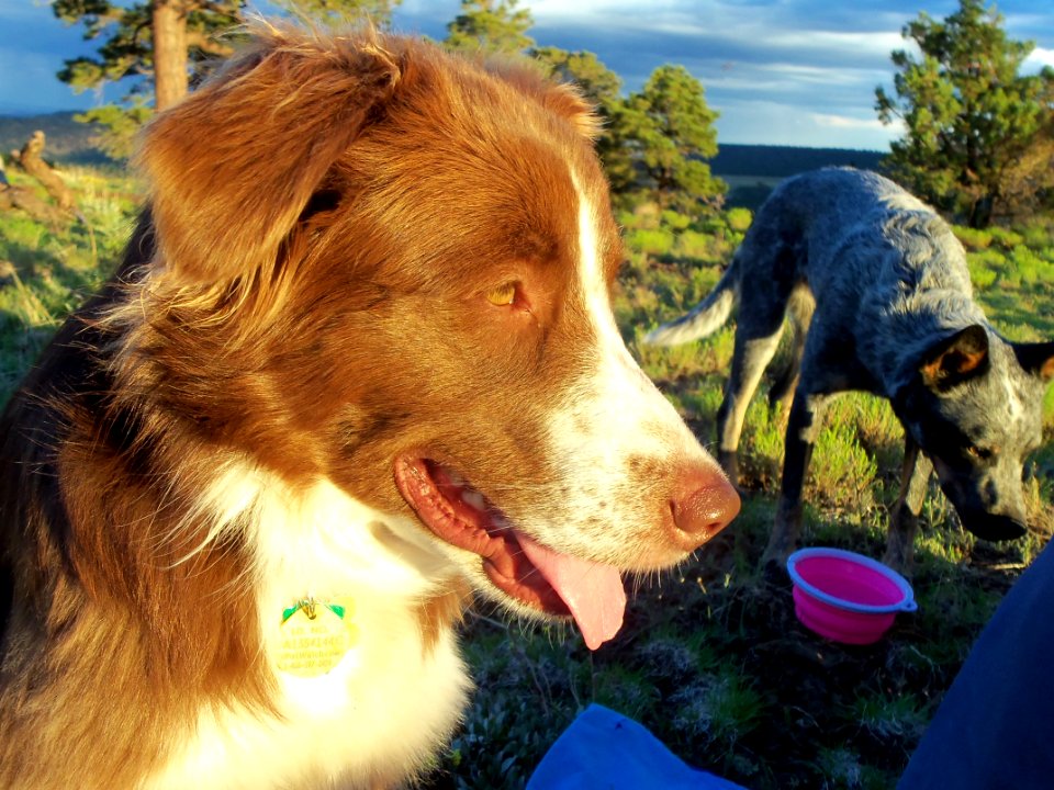 Picnic Dinner 2014-07-11