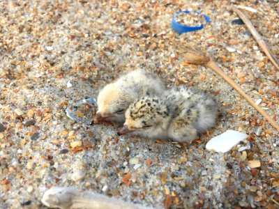 Least tern chicks on Hatteras Island 2020