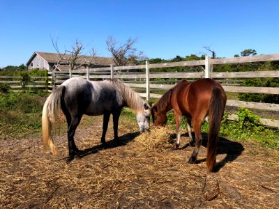 Ocracoke ponies 10-08-2020