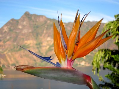 Bird of Paradise Flower