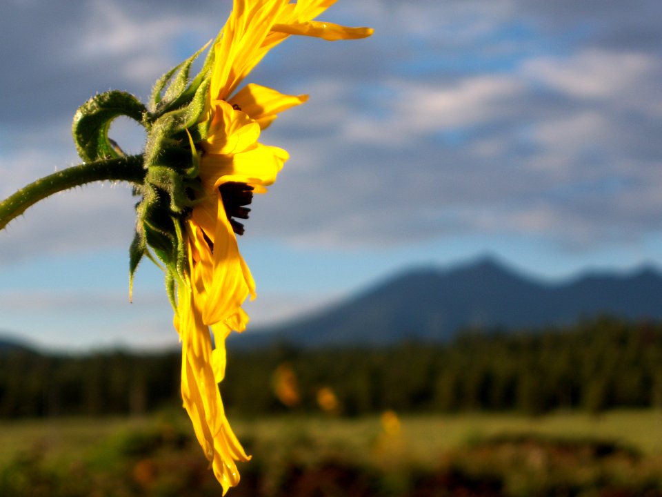 The Arboretum at Flagstaff