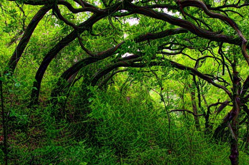 Google Deep Dream: The Grove