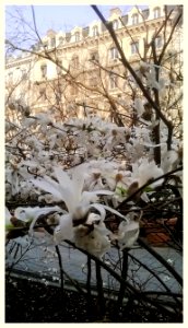 Magnolia.
