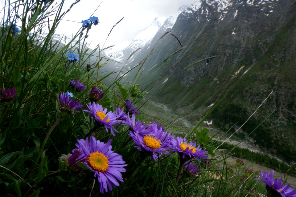 Asters des alpes, Valais, Switzerland.