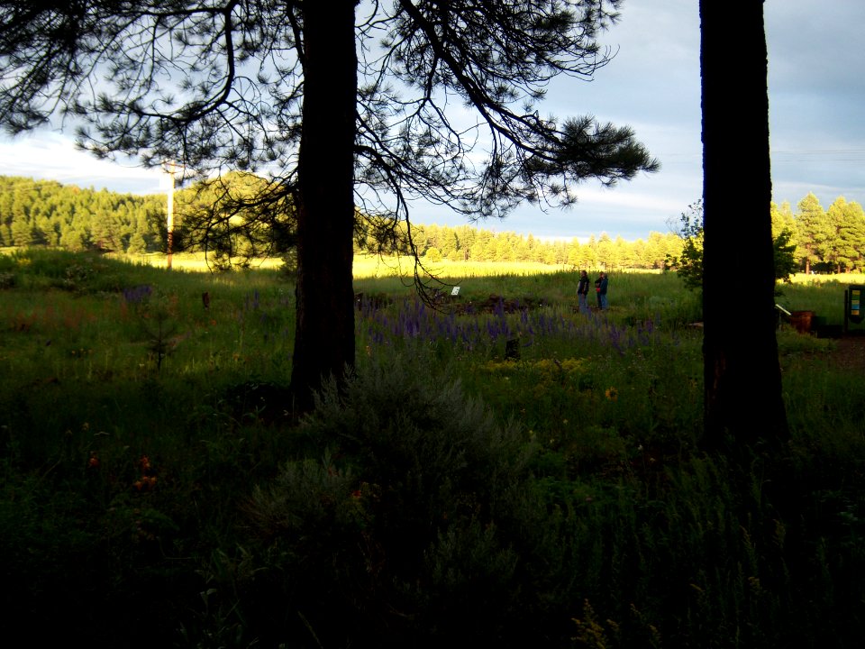 The Arboretum at Flagstaff