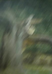 Little flower in the rain (Abstrait)