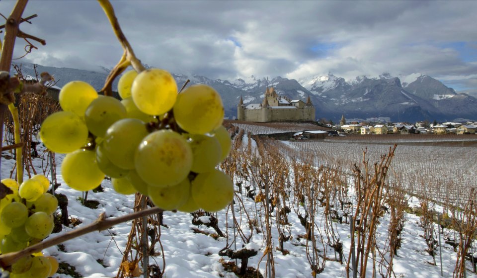 Château de Aigle photo