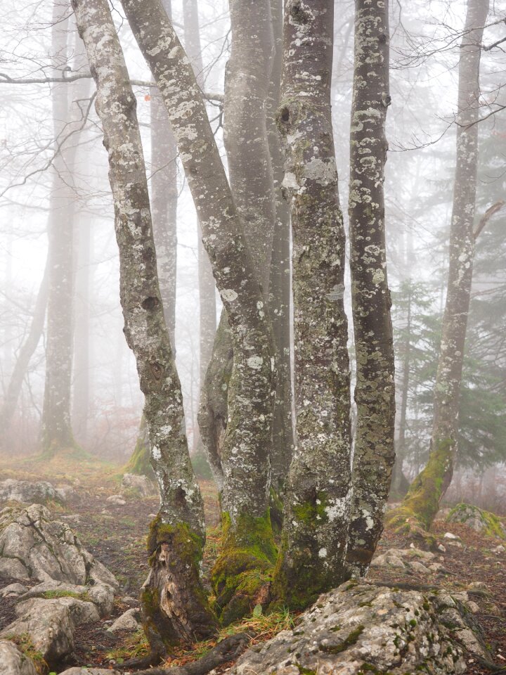 Book foggy haunting