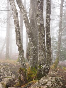 Book foggy haunting photo