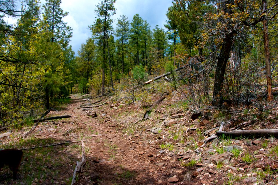 Dorsey Trail No. 7