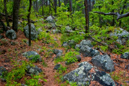 Kelsey Trail No. 3