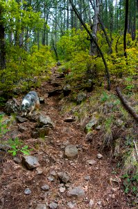 Little L.O. Trail No. 6