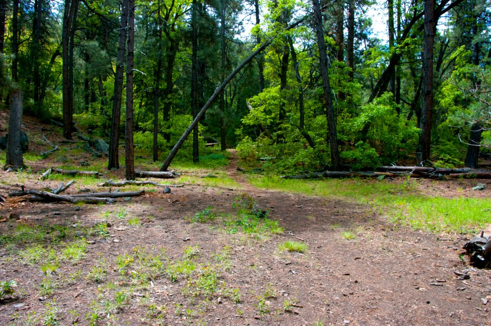 Dorsey Trail No. 7